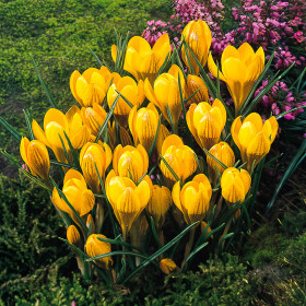 Crocus Fuscotincus | Brândușe de Primăvară - 5 bulbi/pachet