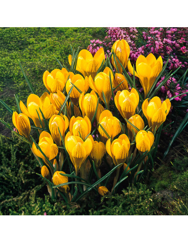 Crocus Fuscotincus | Brândușe de Primăvară - 5 bulbi/pachet