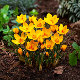 Crocus Goldilocks | Brândușe de Primăvară - 5 bulbi/pachet