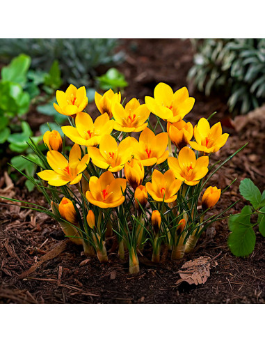 Crocus Goldilocks | Brândușe de Primăvară - 5 bulbi/pachet