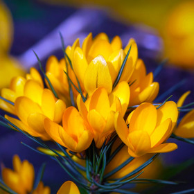 Crocus Goldilocks | Brândușe de Primăvară - 5 bulbi/pachet 2