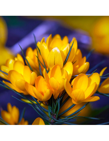 Crocus Goldilocks | Brândușe de Primăvară - 5 bulbi/pachet