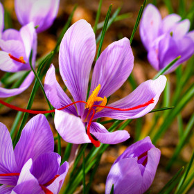 Crocus Sativus| Brândușe de Primăvară - 5 bulbi/pachet