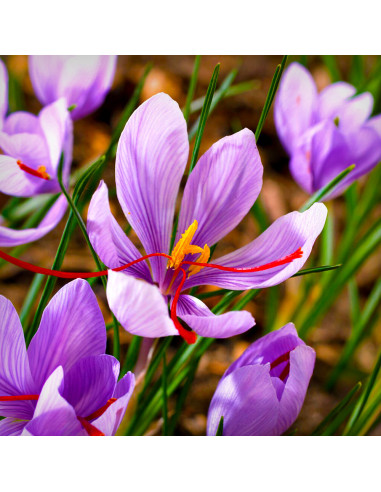 Crocus Sativus| Brândușe de Primăvară - 5 bulbi/pachet