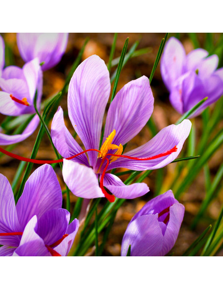 Crocus Sativus| Brândușe de Primăvară - 5 bulbi/pachet