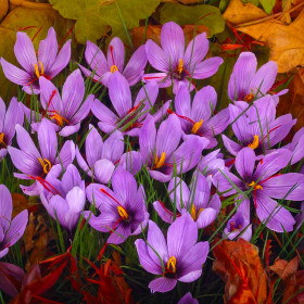Crocus Sativus| Brândușe de Primăvară - 5 bulbi/pachet 2