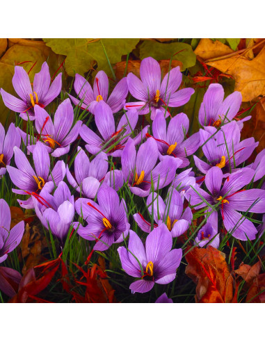 Crocus Sativus| Brândușe de Primăvară - 5 bulbi/pachet