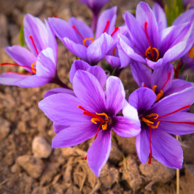 Crocus Sativus Eden| Brândușe de Primăvară - 5 bulbi/pachet