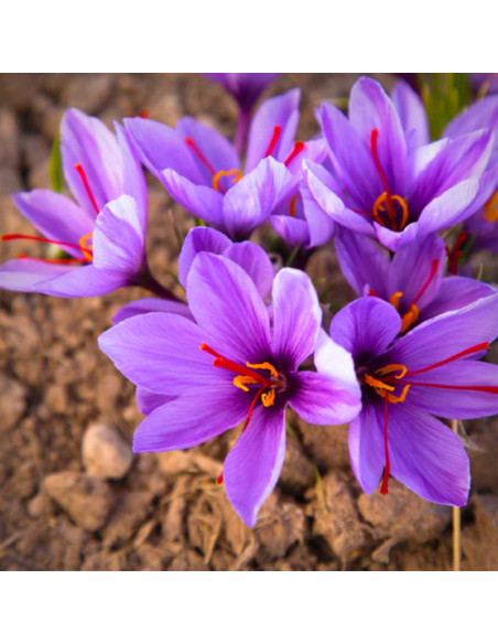 Crocus Sativus Eden| Brândușe de Primăvară - 5 bulbi/pachet