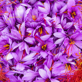 Crocus Sativus Eden| Brândușe de Primăvară - 5 bulbi/pachet 2