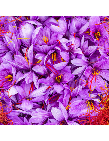 Crocus Sativus Eden| Brândușe de Primăvară - 5 bulbi/pachet