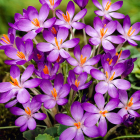 Crocus Vernus Violet| Brândușe de Primăvară - 5 bulbi/pachet