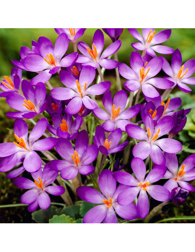 Crocus Vernus Violet| Brândușe de Primăvară - 5 bulbi/pachet
