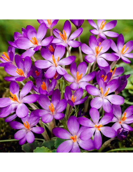 Crocus Vernus Violet| Brândușe de Primăvară - 5 bulbi/pachet
