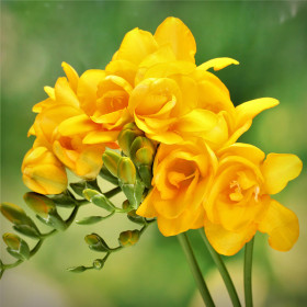Frezia Double Yellow- 5 bulbi/pachet