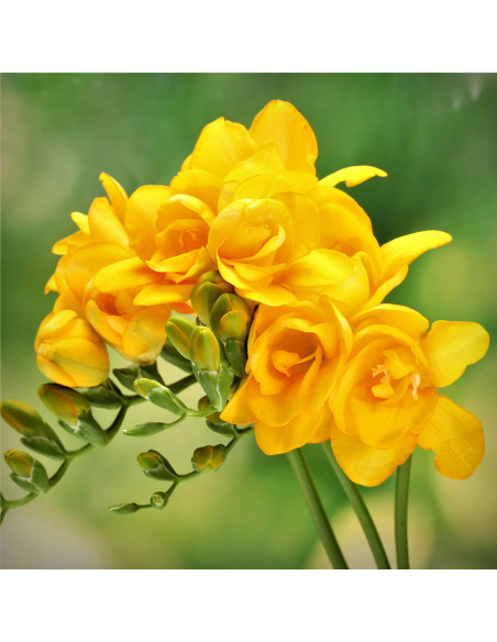 Frezia Double Yellow- 5 bulbi/pachet