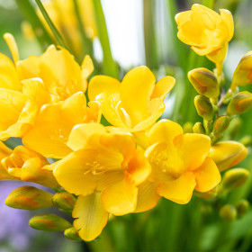Frezia Single Yellow- 5 bulbi/pachet