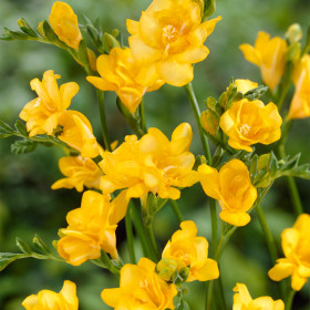 Frezia Single Yellow- 5 bulbi/pachet 2