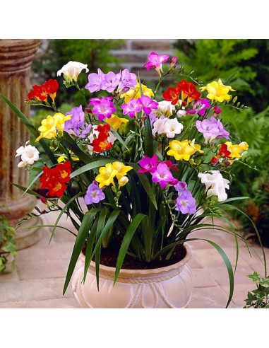 Frezia Single Mix- 30 bulbi/pachet
