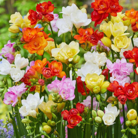 Frezia Double Mix- 50 bulbi/pachet