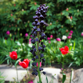 Fritillaria Bollen Purple - 1 Bucata/Pachet
