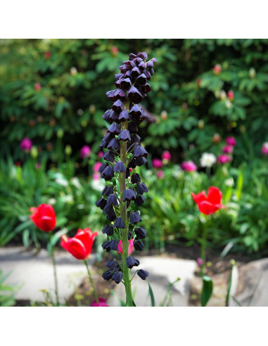 Fritillaria Bollen Purple - 1 Bucata/Pachet