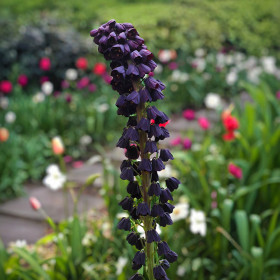 Fritillaria Bollen Purple - 1 Bucata/Pachet 2