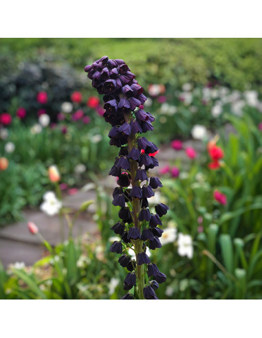Fritillaria Bollen Purple - 1 Bucata/Pachet