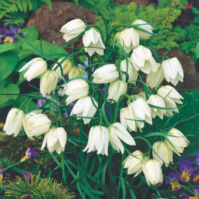 Fritillaria Bucharica White Opal - 1 Bucata/Pachet
