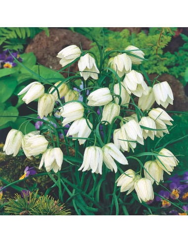 Fritillaria Bucharica White Opal - 1 Bucata/Pachet