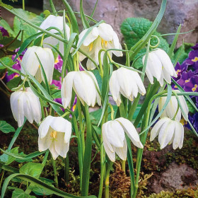 Fritillaria Bucharica White Opal - 1 Bucata/Pachet 2