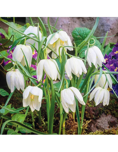 Fritillaria Bucharica White Opal - 1 Bucata/Pachet