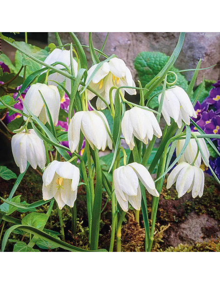 Fritillaria Bucharica White Opal - 1 Bucata/Pachet