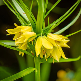 Fritillaria Imperiala Luteea - 1 Bucata/Pachet 2