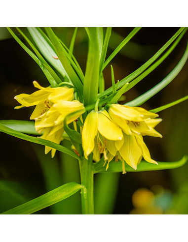 Fritillaria Imperiala Luteea - 1 Bucata/Pachet