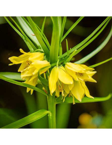 Fritillaria Imperiala Luteea - 1 Bucata/Pachet