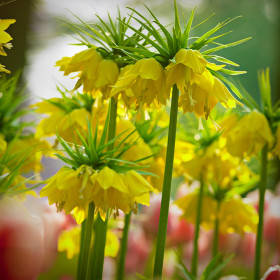 Fritillaria Imperiala Luteea - 1 Bucata/Pachet