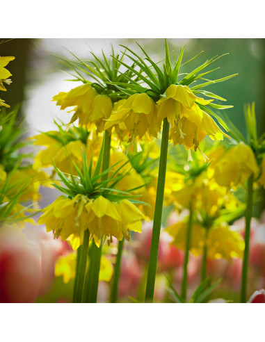 Fritillaria Imperiala Luteea - 1 Bucata/Pachet