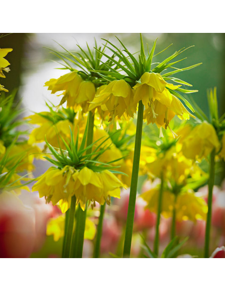 Fritillaria Imperiala Luteea - 1 Bucata/Pachet