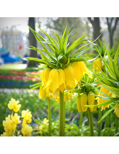 Fritillaria Imperiala Luteea - 1 Bucata/Pachet