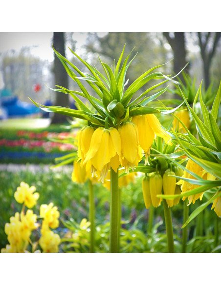 Fritillaria Imperiala Luteea - 1 Bucata/Pachet