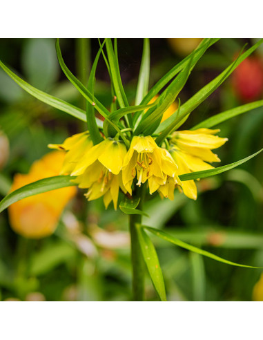 Fritillaria Imperiala Luteea - 1 Bucata/Pachet