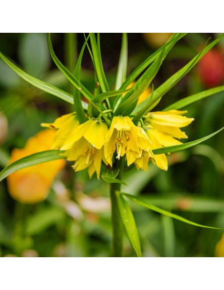 Fritillaria Imperiala Luteea - 1 Bucata/Pachet