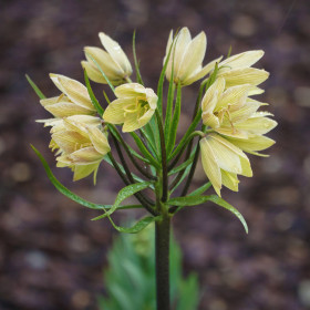 Fritillaria Michailovskyi Green Magic - 1 Bucata/Pachet