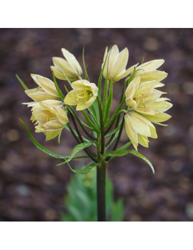 Fritillaria Michailovskyi Green Magic - 1 Bucata/Pachet