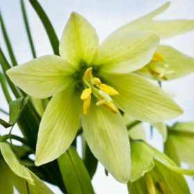 Fritillaria Michailovskyi Green Magic - 1 Bucata/Pachet 2