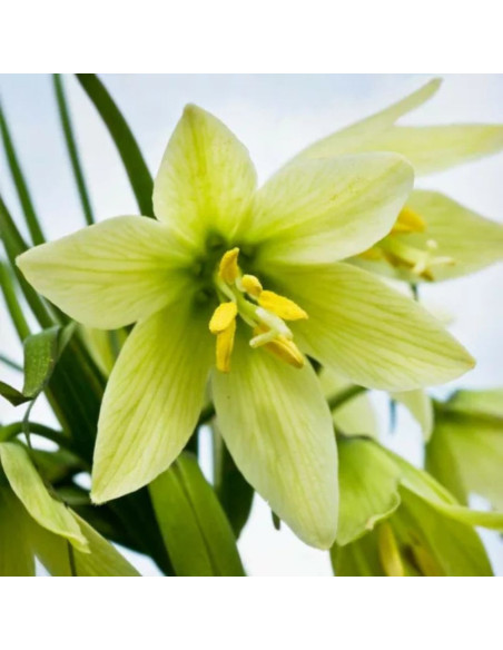 Fritillaria Michailovskyi Green Magic - 1 Bucata/Pachet