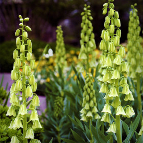 Fritillaria Persica Ivory Bells - 1 Bucata/Pachet