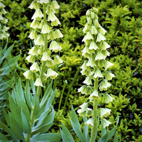Fritillaria Persica Ivory Bells - 1 Bucata/Pachet 2
