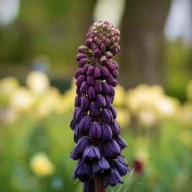Fritillaria Queen of Night - 1 Bucata/Pachet 2